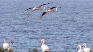 5 amenazas para Doñana