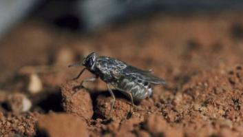 Los peligros reales de la mosca tse-tse y la enfermedad del sueño