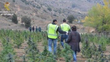 8.000 plantas y 12.000 metros cuadrados. Así era la gran plantación de marihuana desmantelada por la Guardia Civil