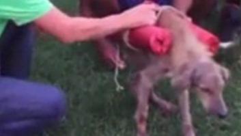 Revientan a un perro con fuegos artificiales y les condenan a pagar 76 euros y barrer las calles