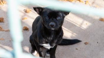 Detenidos dos responsables de una guardería canina por matar y maltratar a varios perros