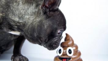 Si tu perro se come la caca, puede que tenga un problema de salud