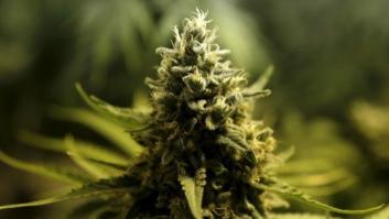 El cannabis acaba con células tumorales gracias al reciclaje celular