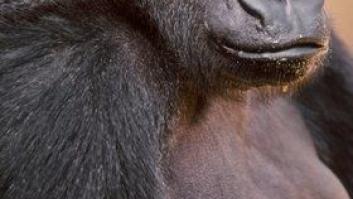 La impactante foto con la que la actriz Rachel McAdams reivindica la lactancia materna