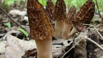 Nadie ha muerto antes por comer colmenillas: ¿estamos ante el primer caso?