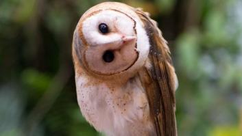 Prueba de agudeza visual: ¿eres capaz de encontrar la lechuza en esta foto?