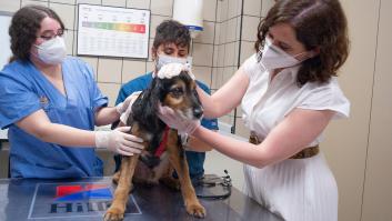 Beatriz Fanjul (PP) dice que Ayuso es Lady Madrid y la respuesta de Leiva es antológica