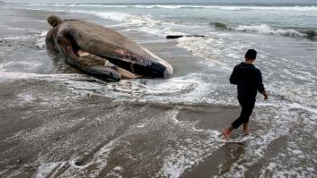Encuentran 40 kilos de plástico dentro de una ballena muerta en Filipinas