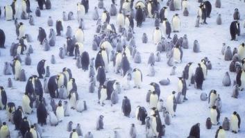 Desmontan el mito de los considerados como los animales más fieles en pareja