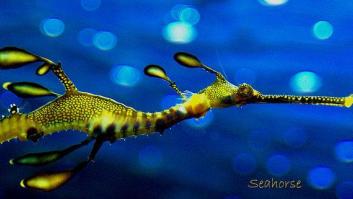 Colorín, colorado... ¡este color te ha camuflado!