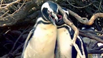 La brutal pelea entre dos pingüinos que se ha vuelto viral