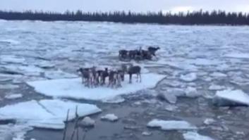 Renos a la deriva en el hielo (VÍDEO)