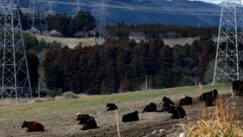 Japón quiere que Fukushima sea sede de los Juegos Olímpicos 2020