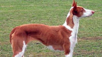 El podenco ibicenco