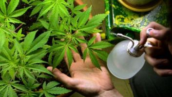 España endurece las leyes sobre el cannabis en plena corriente mundial por la despenalización