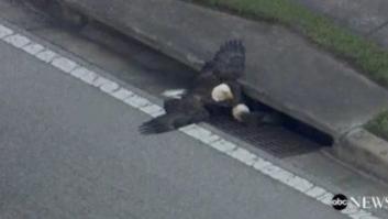 La metáfora de la victoria de Trump que está dando que hablar