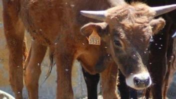 Una iniciativa en Change pide que se acabe con las becerradas en España