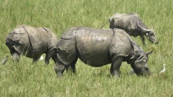 Al menos dos cazadores furtivos, devorados por leones cuando iban a cazar rinocerontes