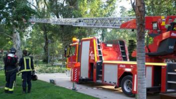 El Ayuntamiento de Madrid revisará uno a uno todos los árboles de la capital