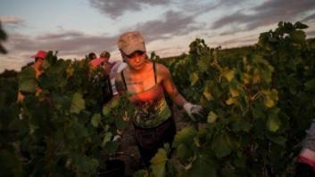 La vida de los españoles en la vendimia francesa, en 27 fotones