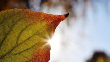 Por qué noviembre no es un mes tan marrón: las citas más 'verdes' del calendario