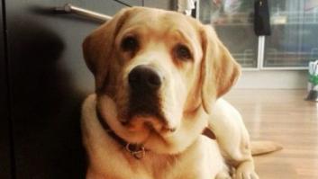 Acoger perros guía: una familia dedica un año a educar un futuro acompañante de ciegos