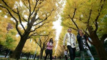 Secuenciado el genoma de la única especie de árbol que sobrevivió a Hiroshima