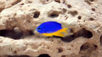 ¿Parásitos en el mar? ¿En serio?