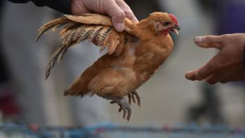 China detecta el primer caso de gripe aviar H3N8 en humanos