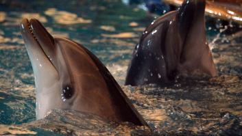 Rusia despliega en el Mar Negro delfines entrenados en su base naval de Sebastopol