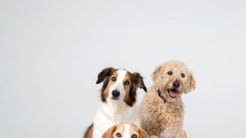 Dime qué raza de perro tienes y te diré cuál es su esperanza de vida