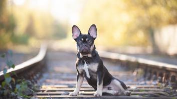 Muere un joven en Ronda (Málaga) arrollado por un tren cuando intentaba rescatar a su perro