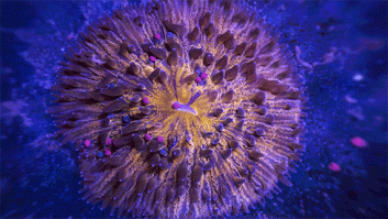 Una visión del mundo submarino como nunca antes se había grabado