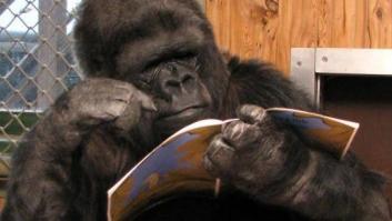 Muere Koko, la famosa gorila californiana que hablaba lenguaje de signos