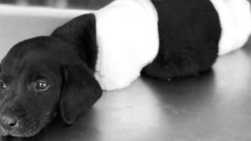 Cómo el triste final de un cachorro ha revolucionado las elecciones en Turquía