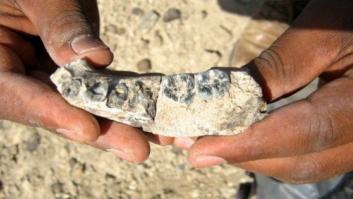 Hallado el fósil más antiguo del género 'Homo' con 2,8 millones de años de antigüedad