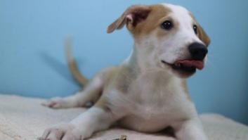 Una familia argentina 'recupera' a su perro fallecido gracias a la clonación