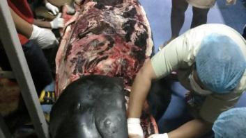 Muere una ballena en Tailandia tras tragarse 80 bolsas de plástico