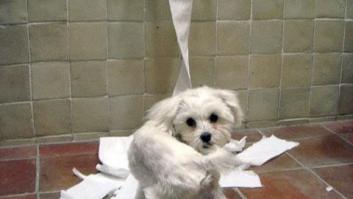 ¡Fin del debate! Así dice la patente que se debe colocar el rollo de papel higiénico