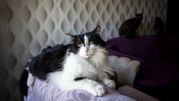 Así escogen los gatos a la persona con la que dormir