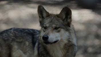 Rompe el contador de me gusta con su réplica a una del PP que dice que salió a correr y vio 10 lobos