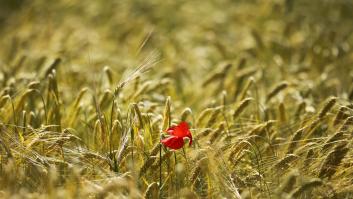 ¿Qué está pasando con los cereales? La crisis, explicada para quien no sabe de economía