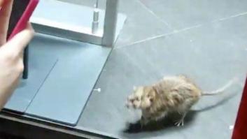 Graban a una pedazo de rata en un Primark de Londres