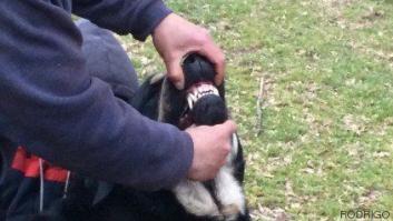 Viviendo con lobos: entre el problema y la oportunidad