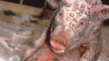 Más de 50.000 personas piden al Guggenheim que retire una exposición por supuesto "maltrato animal"