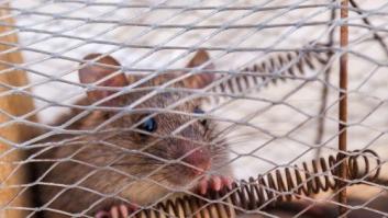 El viejo principio que explica por qué somos adictos a las redes sociales