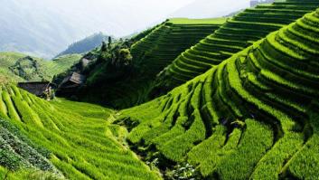 Responden a la duda de por qué los asiáticos acompañan los platos con arroz, pero en Europa con pan