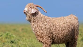 Los gigantes de la moda Gap, Zara y H&M renuncian a la lana mohair