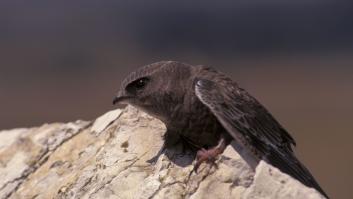 Cientos de crías de vencejo caen cada día en las calles de Sevilla y Córdoba por la ola de calor