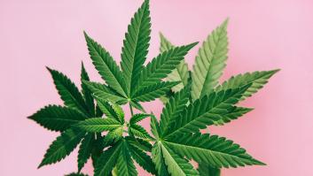 Así afecta el cannabis a nuestra mente, según nuevas investigaciones